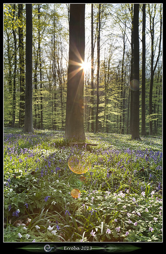 flowers trees light sun green grass forest sunrise canon spring belgium belgique belgië erlend halle hallerbos hyacints erroba robaye 5dmarkiii