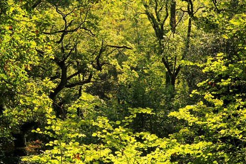 wood trees summer green leaves woodland somerset valley westcountry exmoor wimbleball haddeo