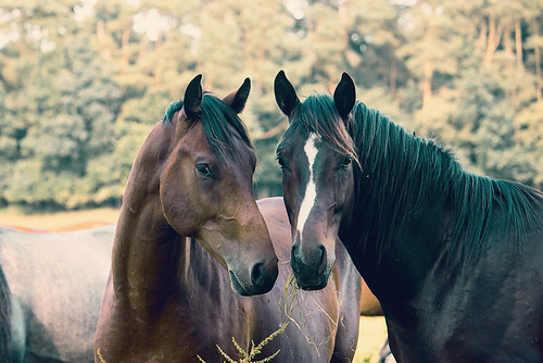 horses pferde cavallo caballo koni hest cheval cheveaux wamckow mecklenburg colt