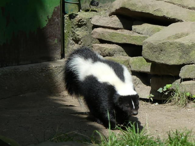 Streifen-Skunk, Zoo Heidelberg