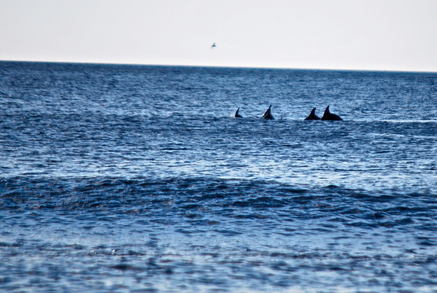 Dolphins go fishing at sunrise at False Cape State Park in Virginia