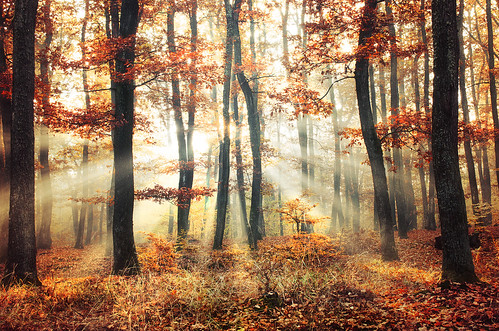 forest woods trees tree autumn fall morning sunrise sun sunrays foilage leaves red shine landscape landschaft colour colours colorful picture walk bright day nikkor exposure trail flickr nature art light park