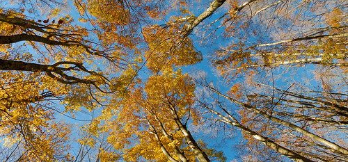 autumn autumnleafcolour autunno autumnleaves autumnal autumnmood nature trees leaves panoramic panorama sky