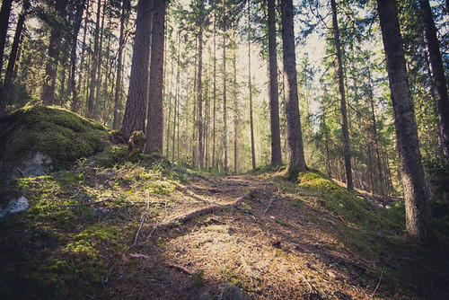 forest spring woods nikon sweden path sigma sverige fx kungsberget sigma1020mm d600 nikond600 gävleborgslän kungsbergetsnaturreservat