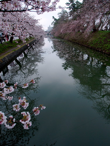 lumix spring 桜 sakura cherryblossoms hirosaki サクラ 弘前 gf2
