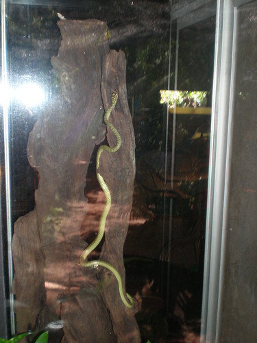 house cambodia sihanoukville snake