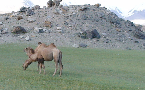 china mountain lake montagne lac camel bosse karakul hump chine chameau 中華民國 zhōnghuámínguó mutztagata mygearandme