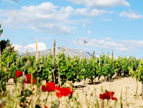 mountain france clouds vineyard poppies mountainview sunnyday saintevictoire nikond80 vineyardchateausimone