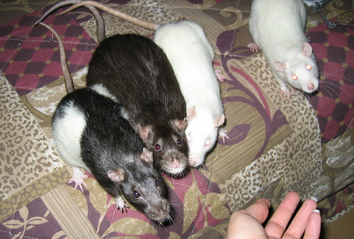 Bosco, Bug, Nibs and Gizmo