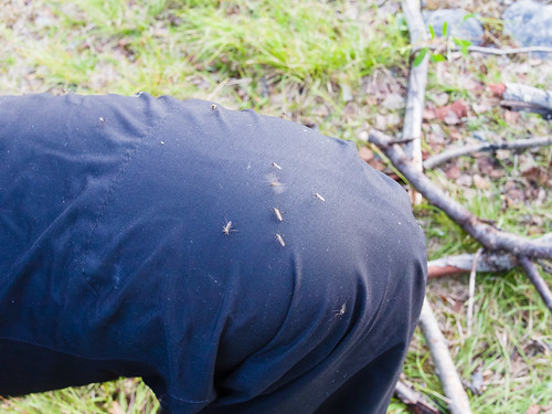 finland hyttynen enontekiö norrbottencounty könkämäeno