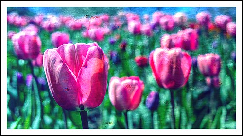 flowers flower holland netherlands colors dutch spring tulips framed olympus panasonic frame tulip l keukenhof lightroom zuidholland lisse aspherical m43 mft southholland 2013 epl1 20mmf17 panasoniclumix20mmf17asph frompeterj© 113picturesin2013 113picturesin201327framed