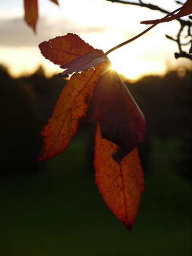 sunset leaf