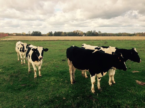 cow cows farm fredonia wny