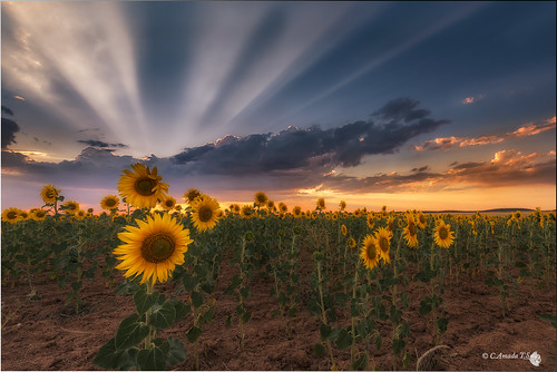 quintanilladelamata burgos landscape sunset flower girasol flor castillaleón puestadesol sunflower