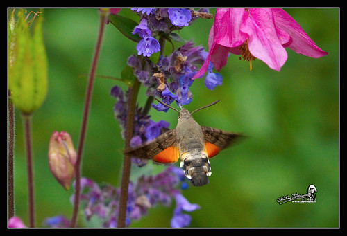 2015 insectes chatillonsurseine21400 bourgognecôtedor france christianlabeaune châtillonnais jardin papillon morosphinx