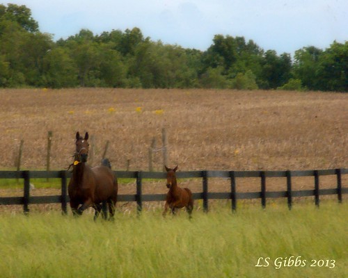 ohio horses horse brown green field fence spring mare farm sony may alpha racehorse filly foal a230 pickawaycounty 2013 standardbreed