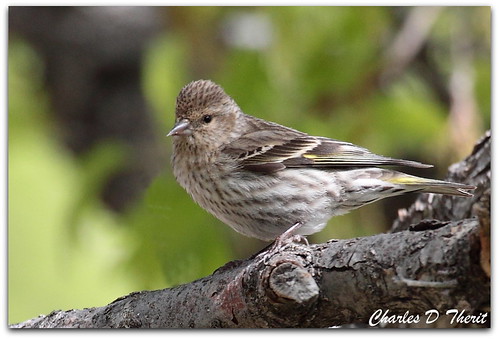100400mm 50d canon colorado coloradosprings explore male pine siskin unitedstates usa bird nature wildlife ef100400mm f4556l is usm ef100400mmf4556lisusm america northamerica telephoto co best wonderful perfect fabulous great photo pic picture image photograph