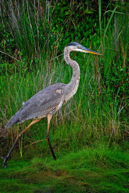 A great blue heron in Back Bay National Wildlife Refuge - enroute to at False Cape State Park in Virginia