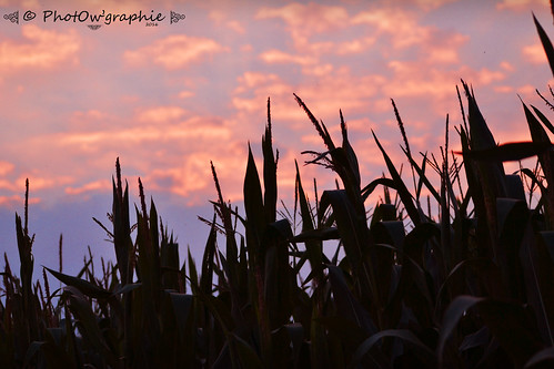maïs plante nature culture agricole agriculture ciel nuage soir soleil reflet rayon extérieur