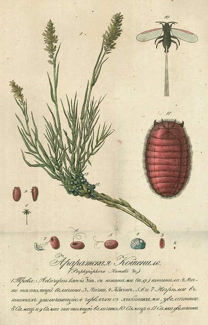 Armenian Cochineal Porphyrophora Hamelii Vahemart — Livejournal