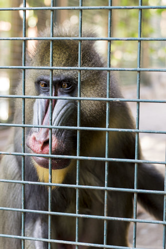 Caged monkey 2