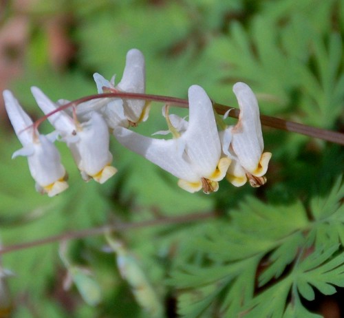flowers white nature spring woodlands blossoms april wildflowers blooms dutchmensbreeches trilliumtrails jennypansing