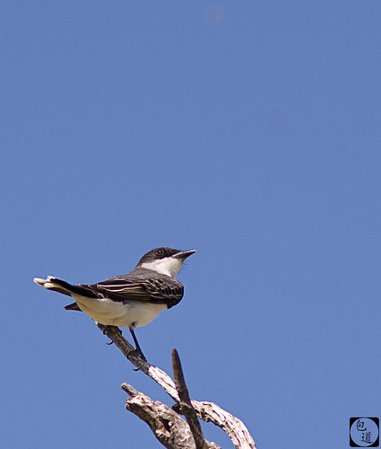 easternkingbird