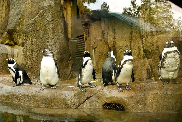 Penguin Point | Vancouver Aquarium
