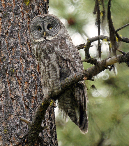creek spring great gray owl a580 odfwwma