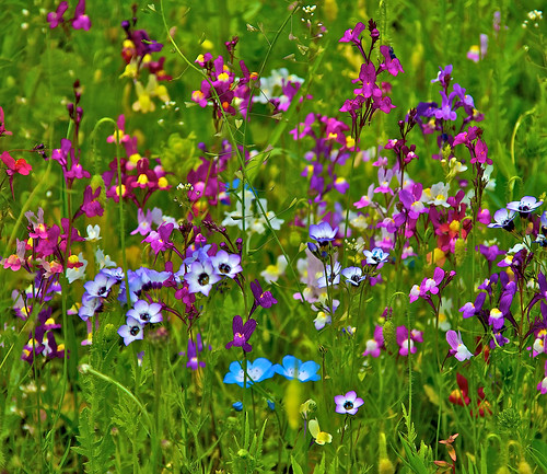 flowers plants nature germany deutschland flora colorful meadow wiese blumen bunt blüten blumenwiese fieldofflowers gartenderschmetterlinge friedrichsruh