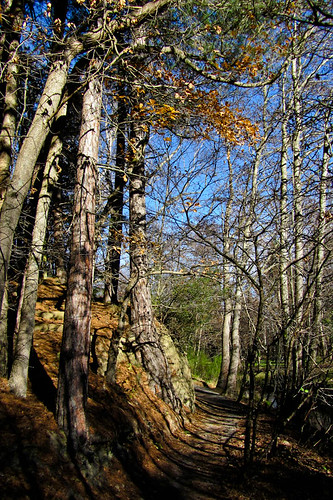 trees newzealand sky leaves forest shadows southisland pathway hamnersprings northcanterbury