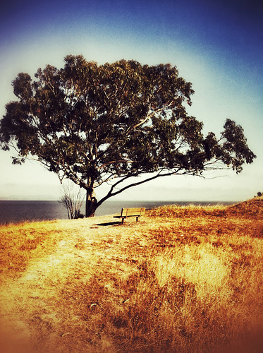ocean tree grass bench bay view empty scenic lonely iphone hollingsworth iphoneography