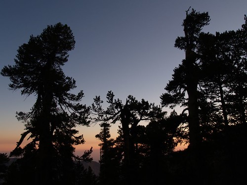 sunset tree pine hiking backpacking sanbernardinonationalforest sangorgoniowilderness highmeadowsprings highmeadowspringscamp