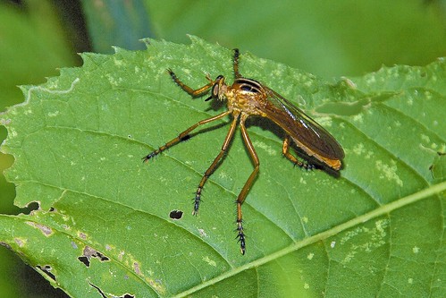 macro insects wv flies arthropods robberflies diogmites pentaxk7 gbwma