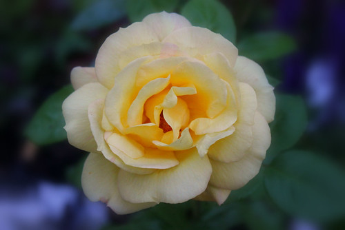 rose yellowrose