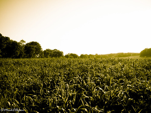 nature field canon landscape cornfield scenery canong10