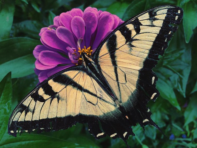 Eastern Tiger Swallowtail and Zinnia