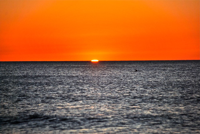 Dolphin swimming at sunrise at False Cape State Park in Virginia
