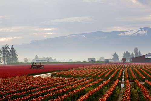 red orange yellow festival sunrise canon haze tulips mark ii 5d skagit mountvernon