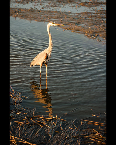 sunset usa reflection bird heron water hunting southcarolina ripples murrellsinlet huntingtonbeachstatepark
