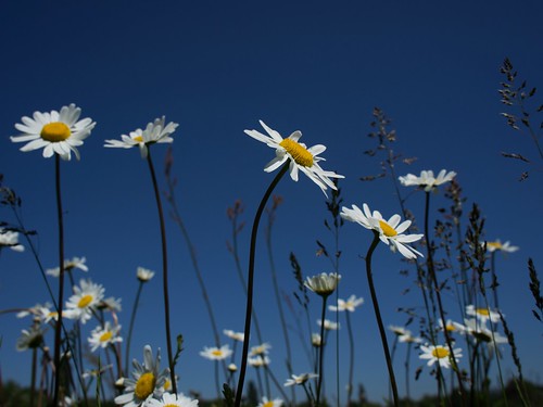 blue sky flower london grass daisy croydon valerie june12 lloydpark pearceval sonynex5n sonysel18551855mm