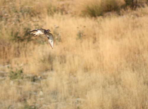 bird oklahoma flying killdeer flight plover charadriusvociferus ftsupply fortsupply woodwardcounty june2012