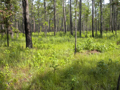 sc ecology forest landscape berkeley pines carolina cirsium liatris liquidambar pinus solidago pityopsis psoralea orbexilum scleria fmnf