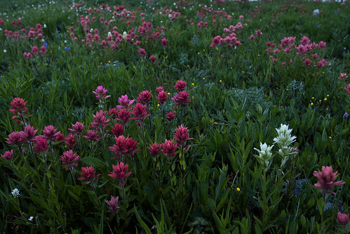 flowers montana wildflowers paintbrush crazymountains
