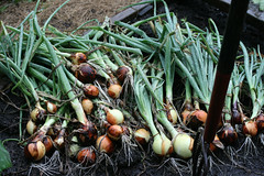 onion harvest 042