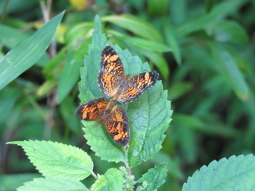 indiana charlescdeamwildernessarea hoosiernationalforest butterfly pearlcrescent phyciodestharos