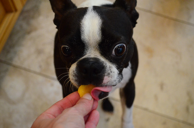 Bruno being fed a slice of mango.