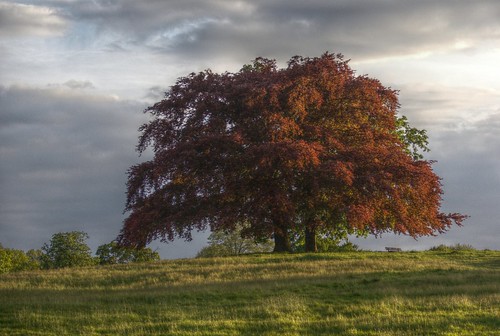 Hampstead Heath, May 2012