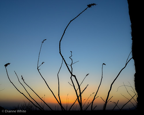 sunset arizona silhouette landscape tucson bluesky saguaronationalpark ocotillo