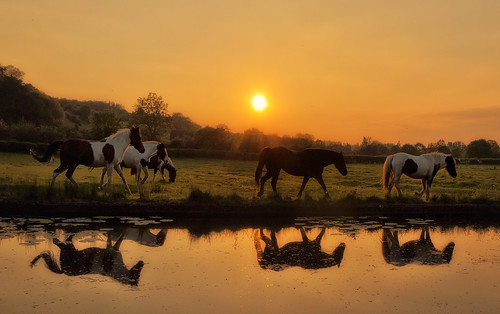 sunset horses reflections golden sundown derbyshire meadow sandiacre erewashcanal nikond90